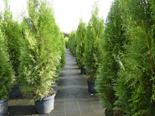 Thuja occidentalis Columna (Lebensbaum), im 7,5L Container, 125-150 cm groß