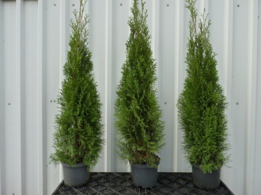 Thuja smaragd Lebensbaum (Thuja occ. smaragd) im 5L Container, 100-125cm