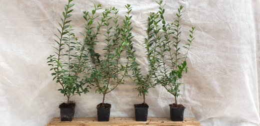 Liguster (Ligustrum vulgare Atrovirens) im 1L Container, 60-80 cm groß Liguster (Ligustrum vulgare Atrovirens) im 1L Container, 60-80 cm groß