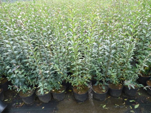 Liguster (Ligustrum vulgare Atrovirens) im 3L Container, 80-100 cm groß Liguster (Ligustrum vulgare Atrovirens) im 3L Container, 80-100 cm groß