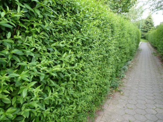 Liguster (Ligustrum vulgare Atrovirens) Freilandware, 100-125cm Liguster (Ligustrum vulgare Atrovirens) Freilandware, 100-125cm