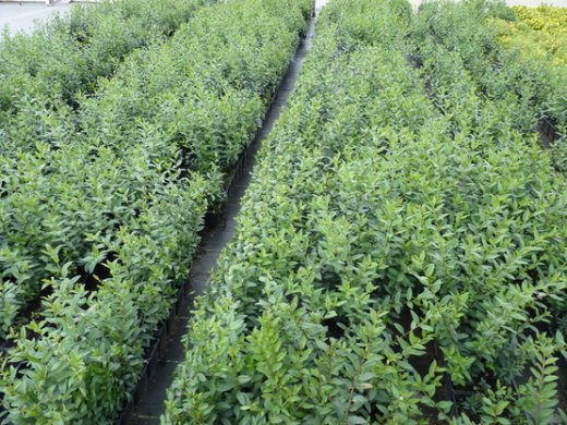 Liguster (Ligustrum vulgare Atrovirens) im 3L Container, 100-125 cm groß