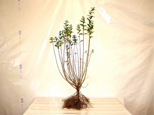 Liguster (Ligustrum vulgare Atrovirens) wurzelnackt, 80-100cm Liguster (Ligustrum vulgare Atrovirens) wurzelnackt, 80-100cm