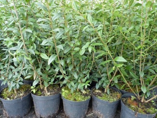 Liguster (Ligustrum vulgare Atrovirens) im 3L Container, 100-125 cm groß