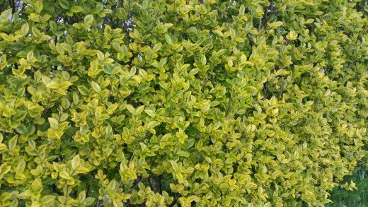 Goldliguster Ovalifolium Aureum, 100-125 cm