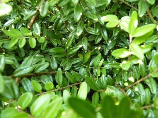 Heckenmyrthe Lonicera nitida Elegant im P9 Topf Heckenmyrthe Lonicera nitida Elegant im P9 Topf
