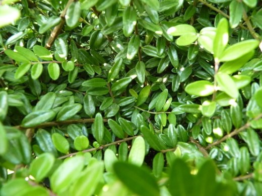 Heckenmyrthe Lonicera nitida Elegant im P9 Topf