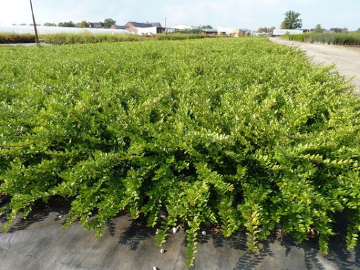 Heckenmyrthe Lonicera nitida Elegant im P9 Topf