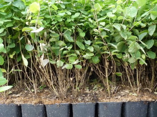 Heckenkirsche (Lonicera xylosteum) im 1L Container