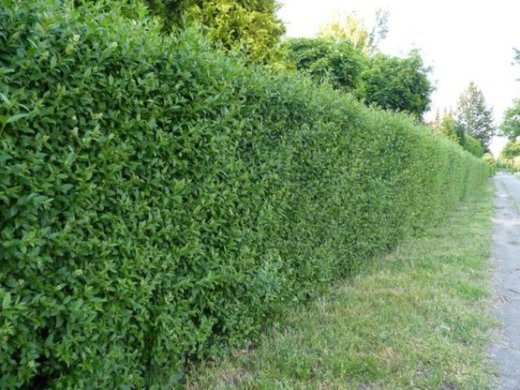 Liguster (Ligustrum vulgare Atrovirens) im 3L Container, 100-125 cm groß Liguster (Ligustrum vulgare Atrovirens) im 3L Container, 100-125 cm groß