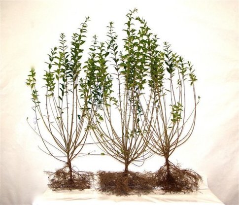 Liguster Ligustrum vulgare Atrovirens, wurzelnackt