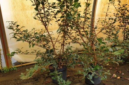 Frühlings-Duftblüte