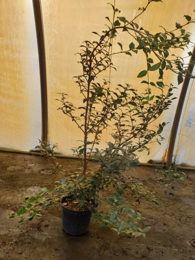 Frühlings-Duftblüte