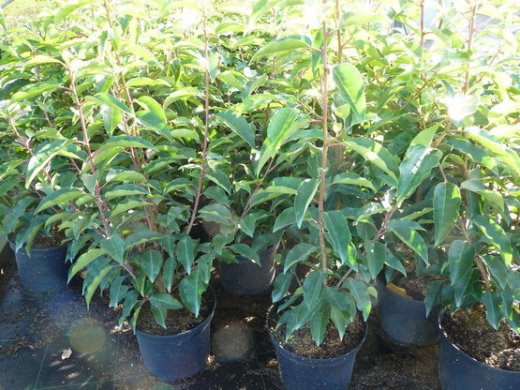 Portugiesischer Kirschlorbeer (Prunus lusitanica Angustifolia), 100-125 cm