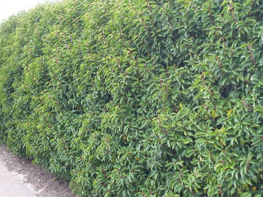 Portugiesischer Kirschlorbeer (Prunus lusitanica Angustifolia), 100-125 cm