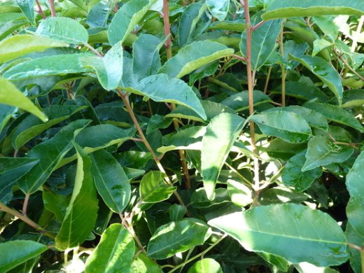 Portugiesischer Kirschlorbeer (Prunus lusitanica Angustifolia) im Container, 60-80cm