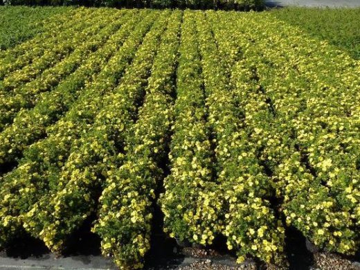 Gelber Fünffingerstrauch, Potentilla fruticosa Kobold, 15-30cm, Topfpflanze