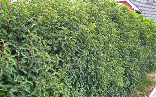1 Meter Fertighecke+1J aus Portugiesischer Kirschlorbeer (Prunus lusitanica Angustifolia)