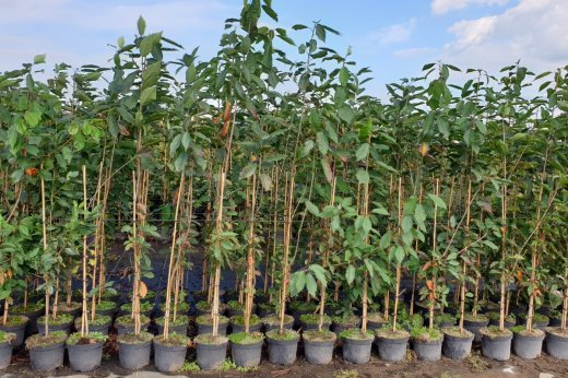 Vogelkirsche (Prunus avium), C5 (5L) 150-200 cm groß Vogelkirsche (Prunus avium), C5 (5L) 150-200 cm groß