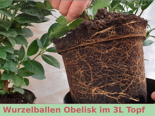 1 Meter Fertighecke+1J aus Säulen-Kirschlorbeer (Prunus laurocerasus Obelisk)