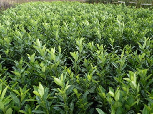 Kirschlorbeer Caucasica (Prunus laurocerasus) im Container, 80-100cm