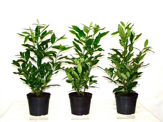 Kirschlorbeer Herbergii (Prunus laurocerasus) im Container, 20-40cm