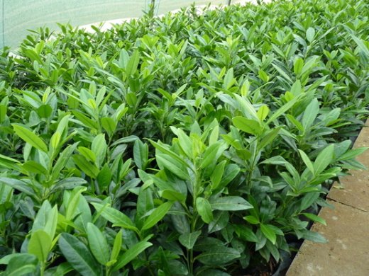 Kirschlorbeer Herbergii (Prunus laurocerasus) im Container, 80-100 cm