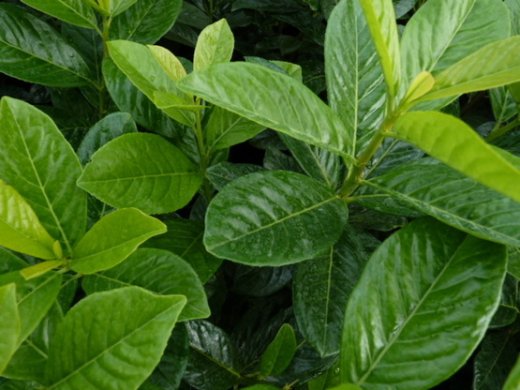 Kirschlorbeer Novita (Prunus laurocerasus) im Container, 60-80cm