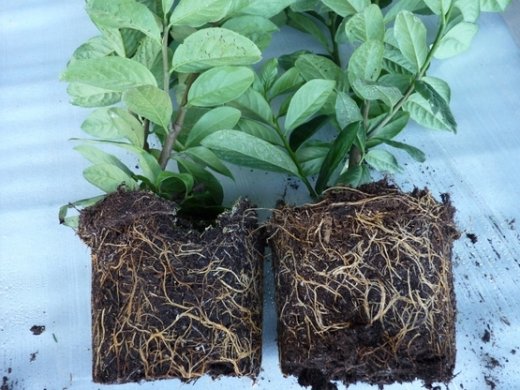 Kirschlorbeer Novita (Prunus laurocerasus) im 7,5L Container, 125-150cm