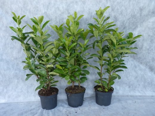 Prunus laurocerasus (Kirschlorbeer) Rotundifolia im Container 60-80 cm