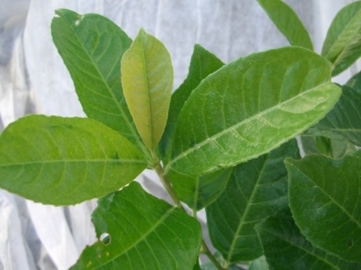 Prunus laurocerasus (Kirschlorbeer) Rotundifolia im Container,80-100 cm