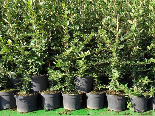 Feuerdorn (orange, Pyracantha Orange Glow)