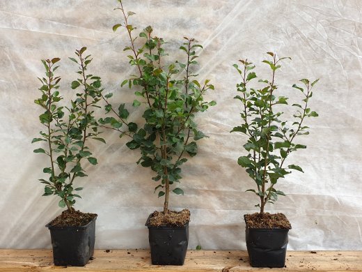 Wildbirne, 50-80 cm groß im 1L Container