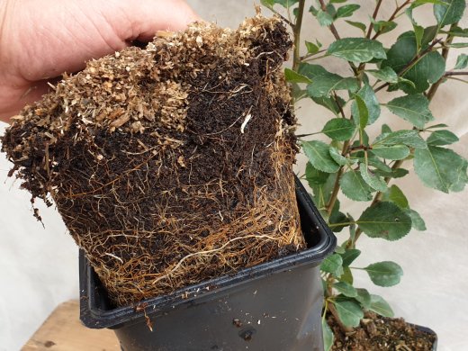 Wildbirne, 50-80 cm groß im 1L Container