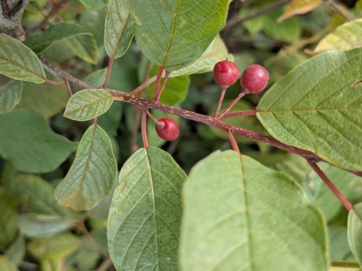 Faulbaum (Rhamnus frangula), 50-80 cm