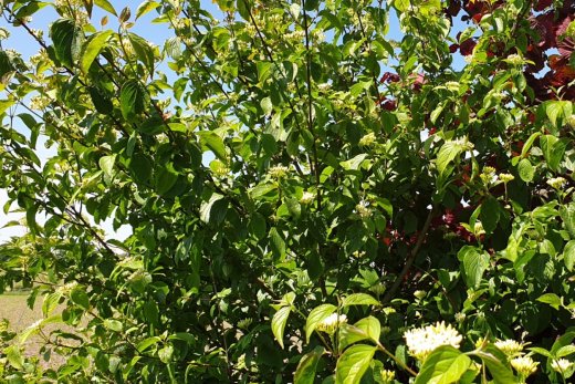 Faulbaum (Rhamnus frangula), 50-80 cm