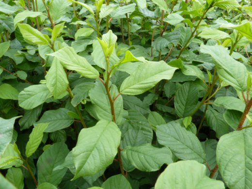 Faulbaum (Rhamnus frangula), 50-80 cm