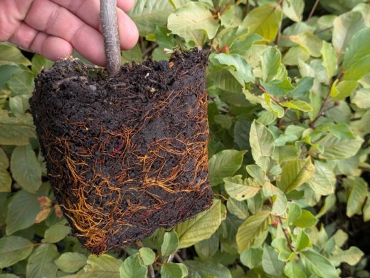 Faulbaum (Rhamnus frangula), 50-80 cm