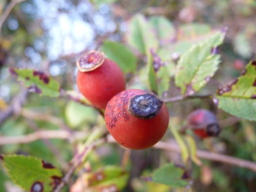 Hundsrose Rosa Canina, 50-80 cm groß im 1L Container
