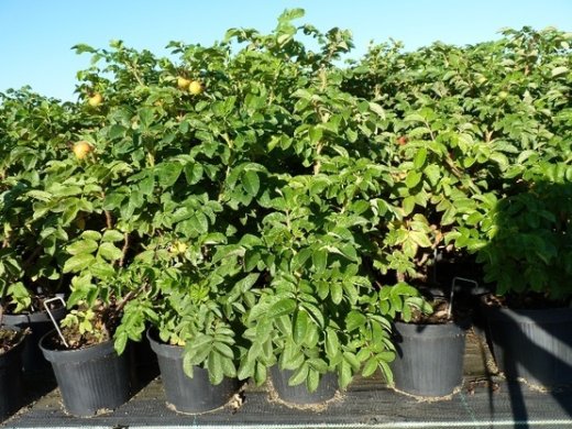 Rosa rugosa/Heckenrose im Container (diverse Größen)