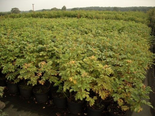 Heckenrose (Rosa rugosa) im 1L Container, 30-40 cm groß