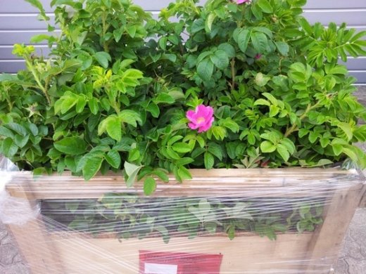 Heckenrose (Rosa rugosa) im C3 Container, 40-60 cm groß