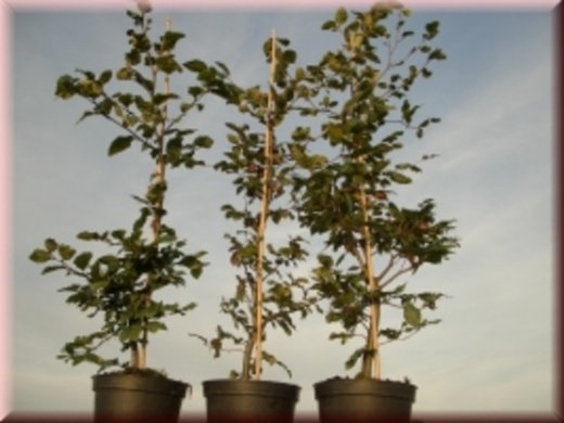 Rotbuche (Fagus sylvatica) im Container, verschiedene Größen, bis zu 200 cm groß Rotbuche (Fagus sylvatica) im Container, verschiedene Größen, bis zu 200 cm groß