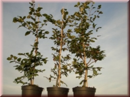 Rotbuche (Fagus sylvatica) im Container, verschiedene Größen, bis zu 200 cm groß