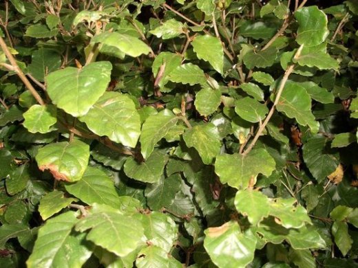 Rotbuche, Buche (Fagus sylvatica) im 1L Container, 30-50cm