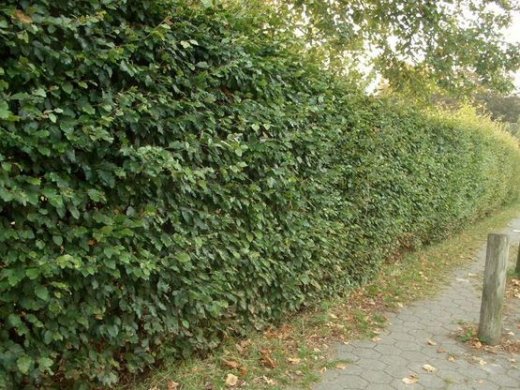 Rotbuche, Buche (Fagus sylvatica) im 1L Container, 30-50cm