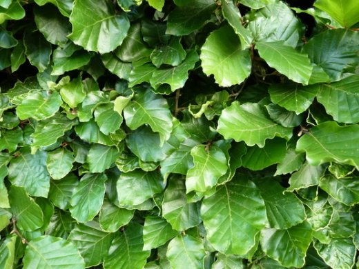 Rotbuche, Buche (Fagus sylvatica) im Container, 125-150cm
