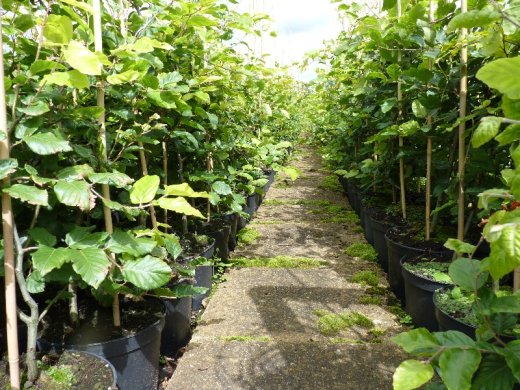 1 Meter Fertighecke+1J aus Rotbuche (Buche, Fagus sylvatica)