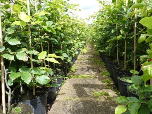 Rotbuche, Buche (Fagus sylvatica) im Container, 150-175cm