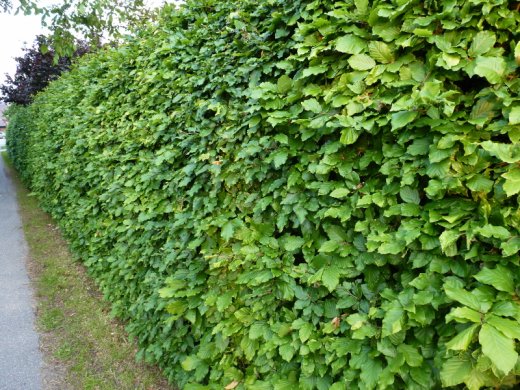 1 Meter Fertighecke+1J aus Rotbuche (Buche, Fagus sylvatica) 1 Meter Fertighecke+1J aus Rotbuche (Buche, Fagus sylvatica)